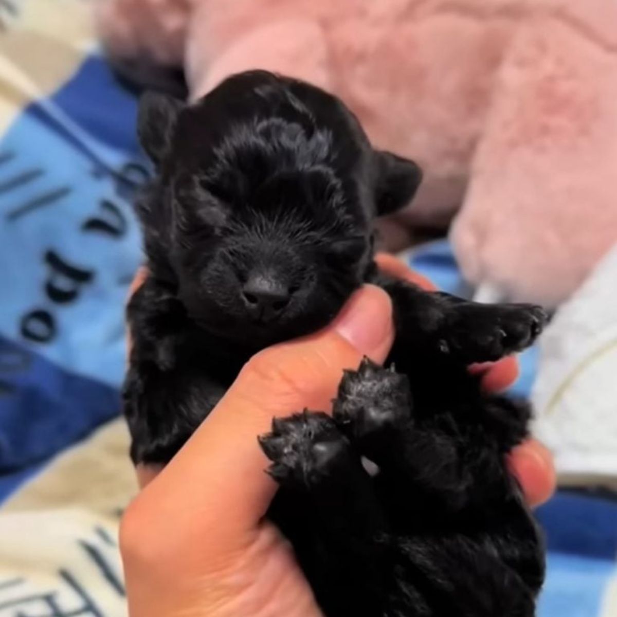 person holding tiny black puppy