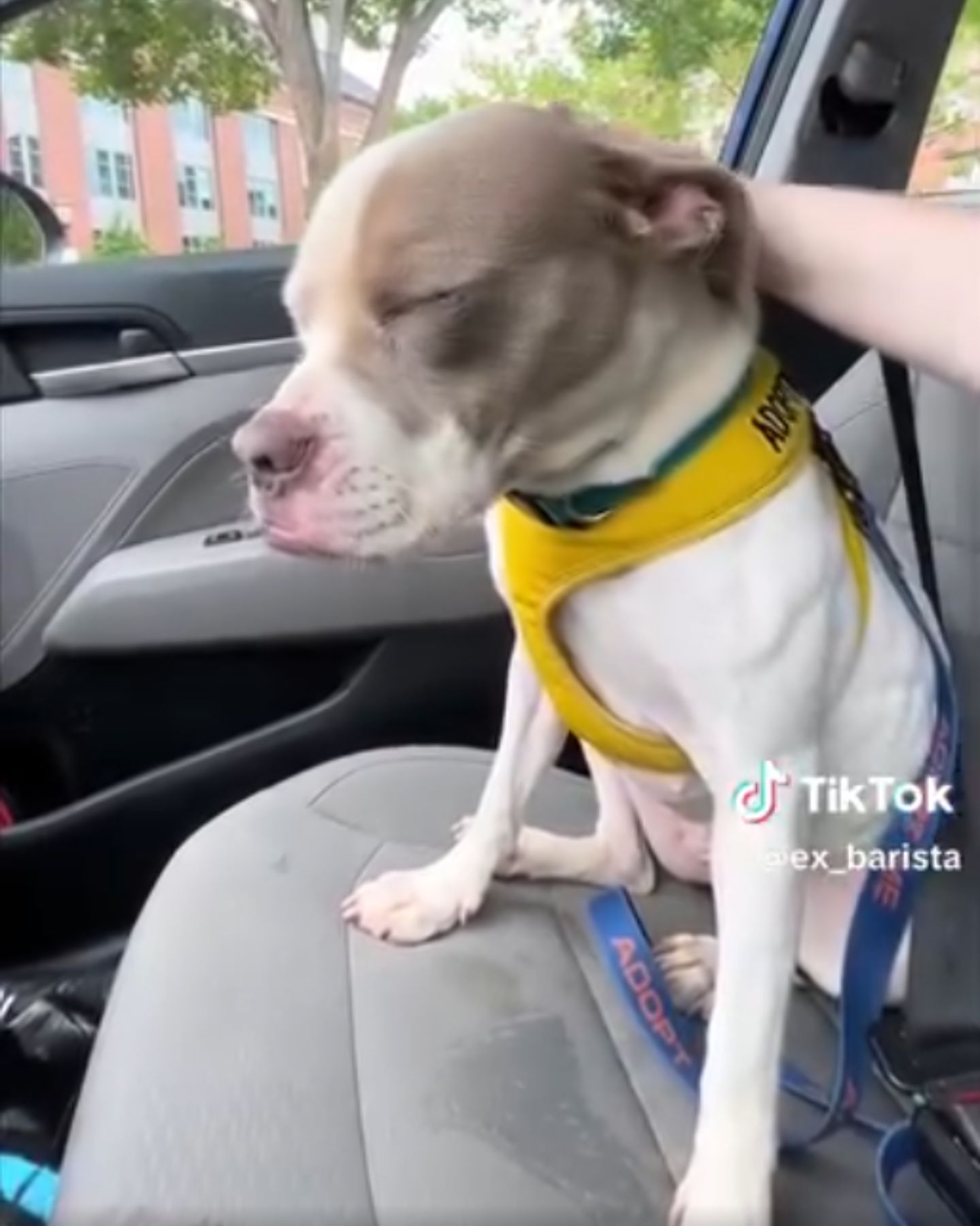 person petting a dog in car