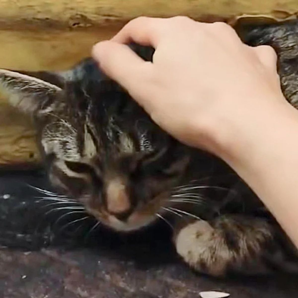 person petting abandoned subway cat