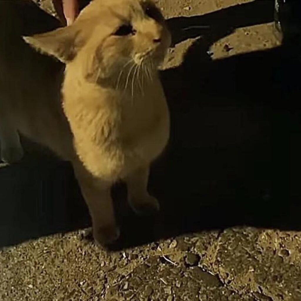 person petting ginger cat at night