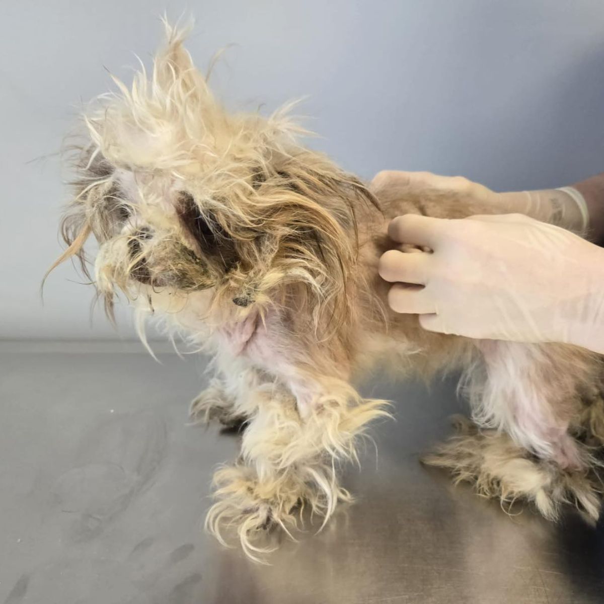 person touching badly matted pup