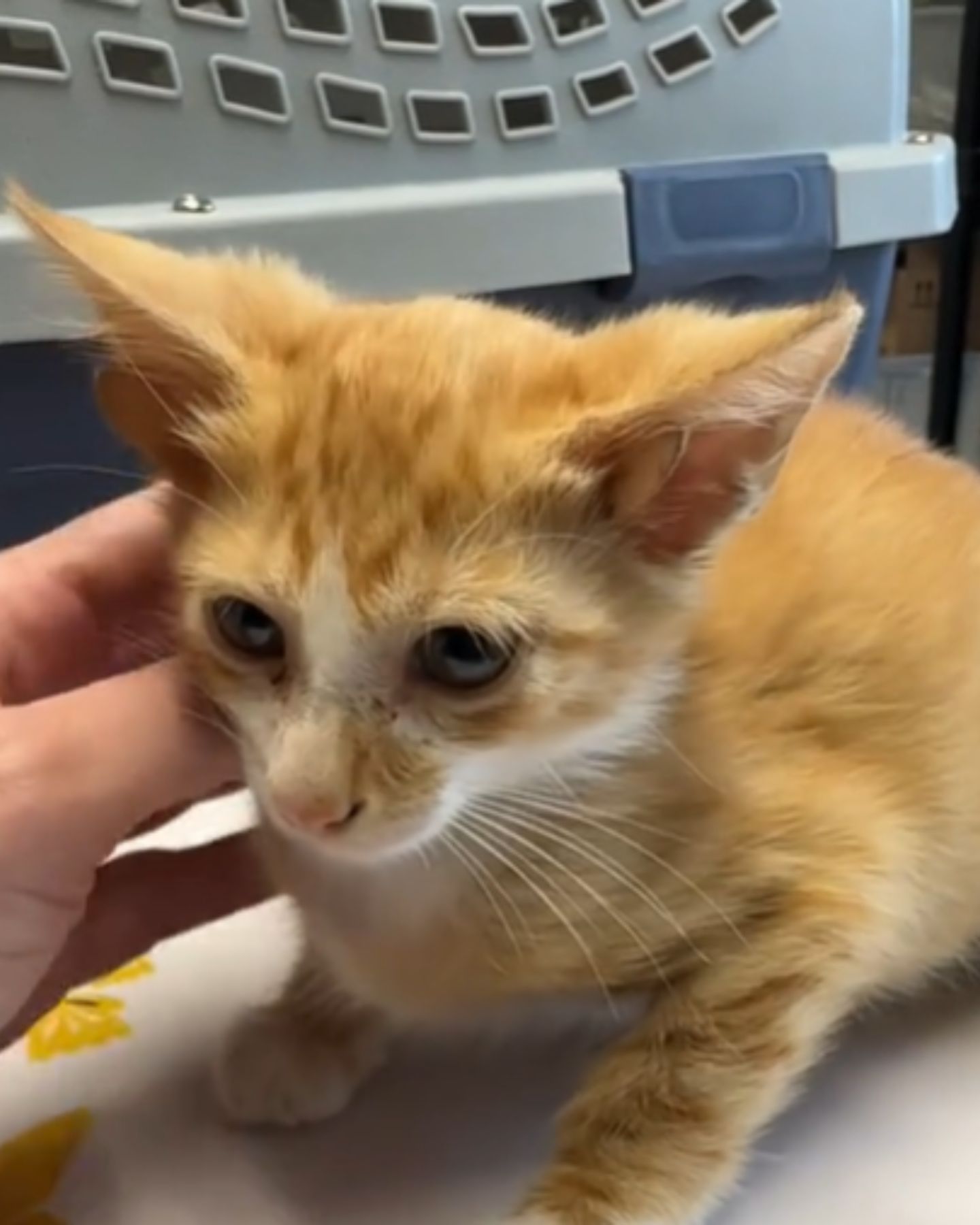 person touching tiny orange kitten
