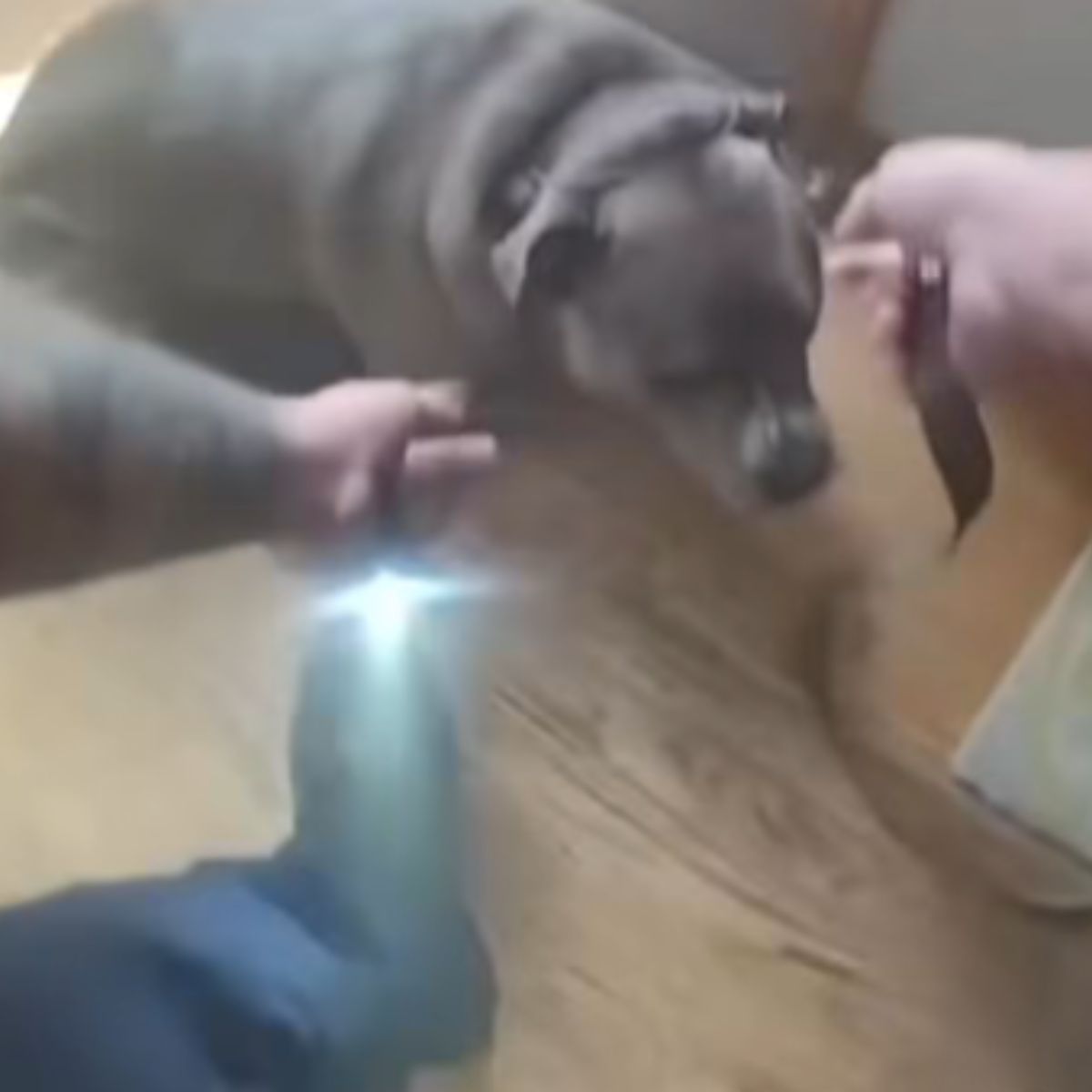 petting a pit bull