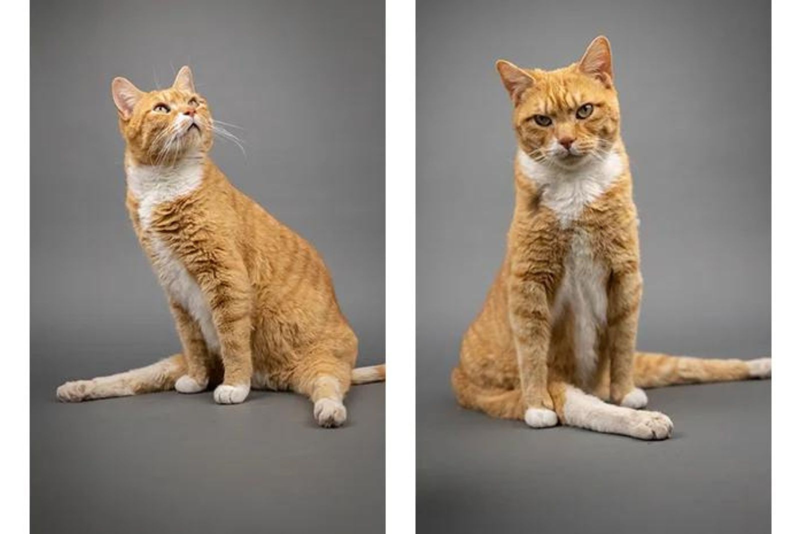 photo grid of a ginger cat