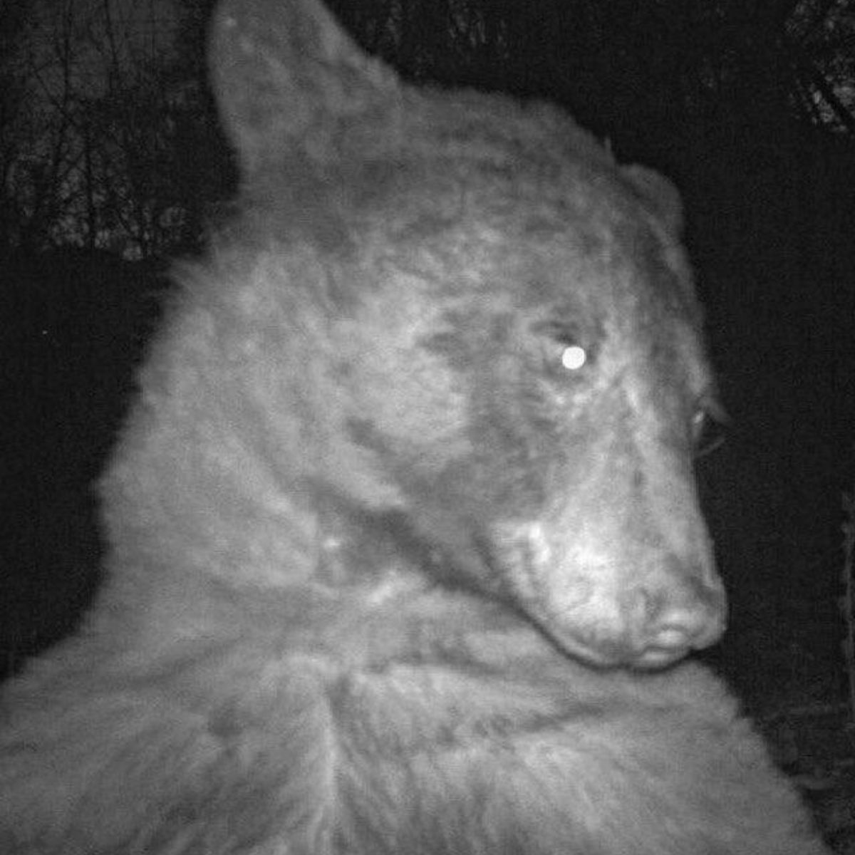 photo of a bear
