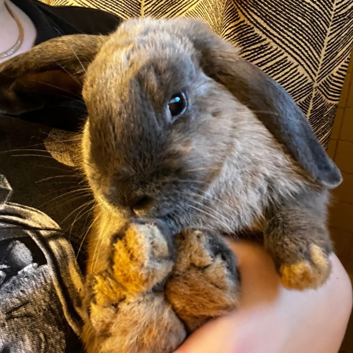 photo of a bunny