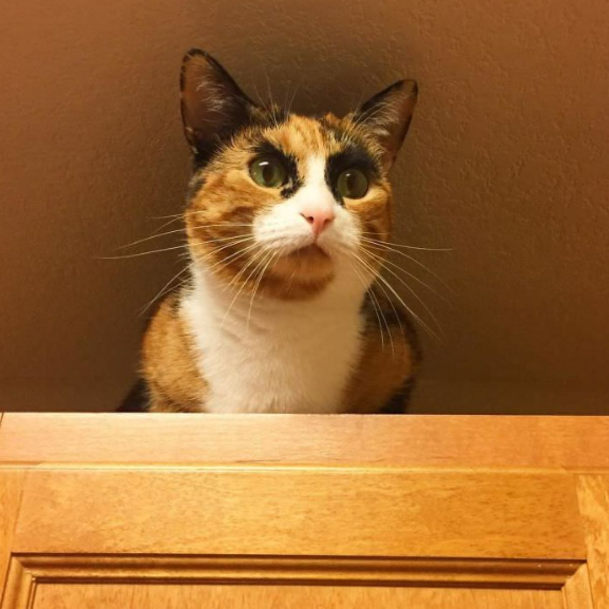 photo of a calico cat