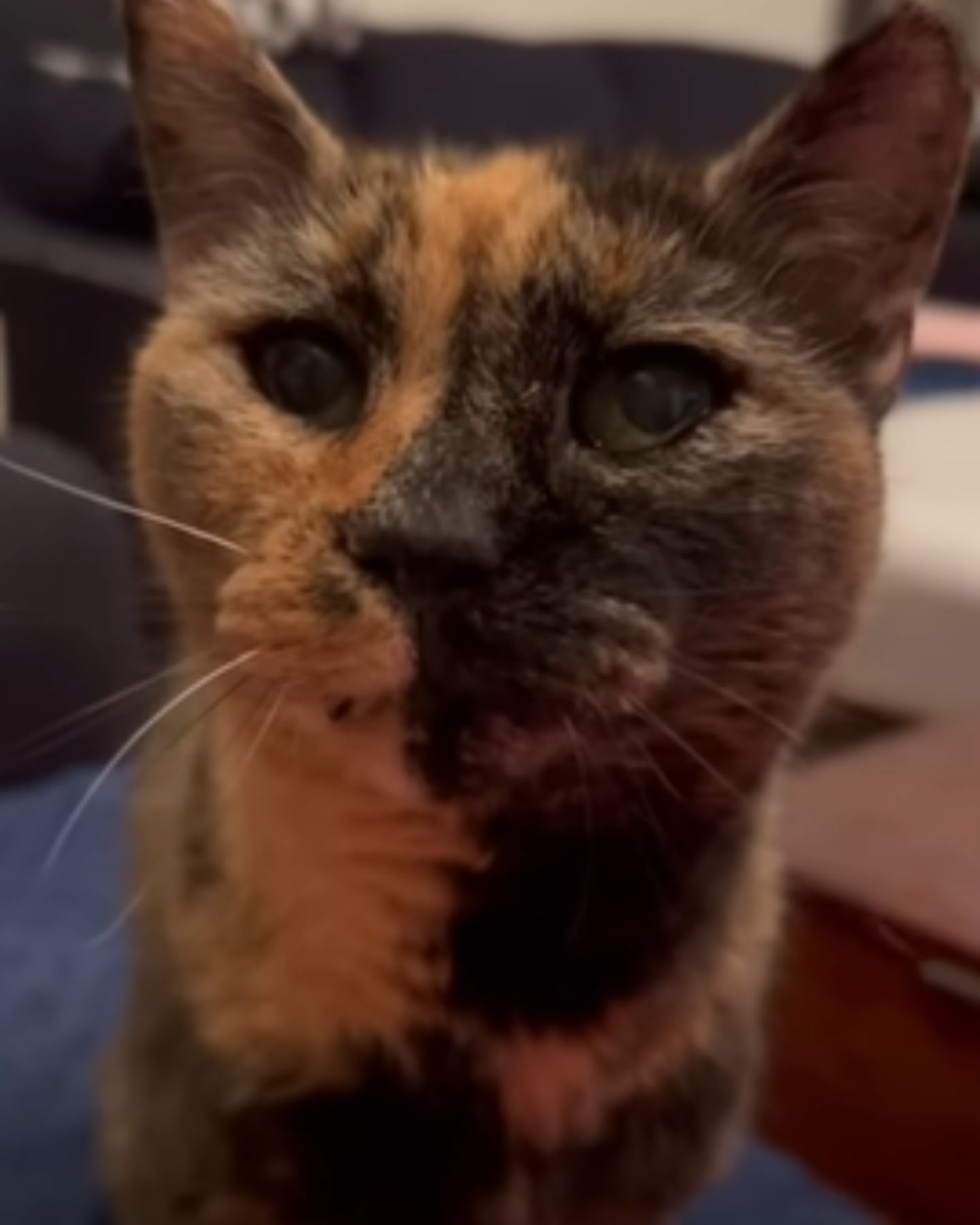 photo of a deaf cat