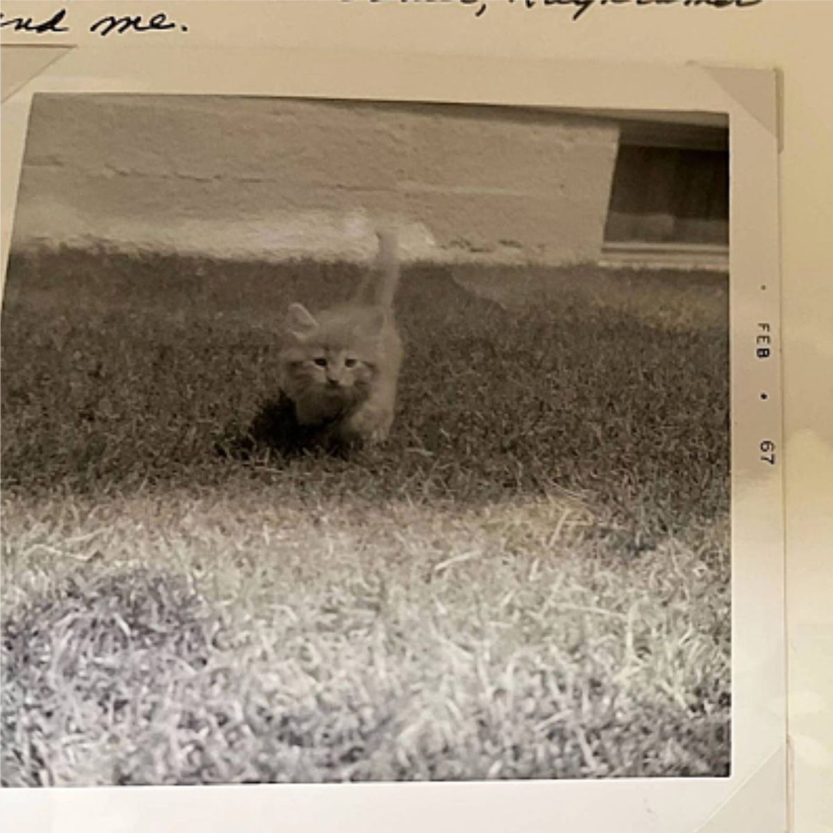 photo of a kitten in grass
