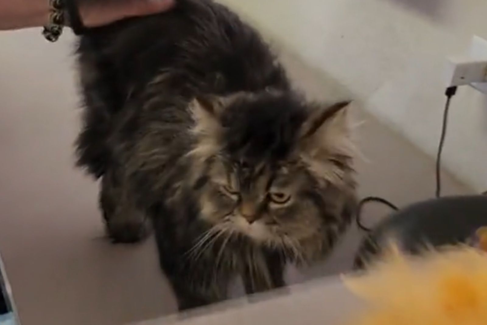 photo of a rescued cat
