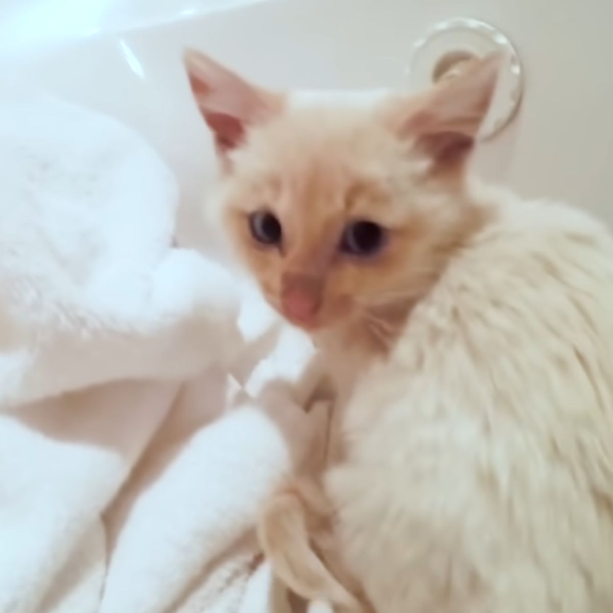 photo of a rescued kitten