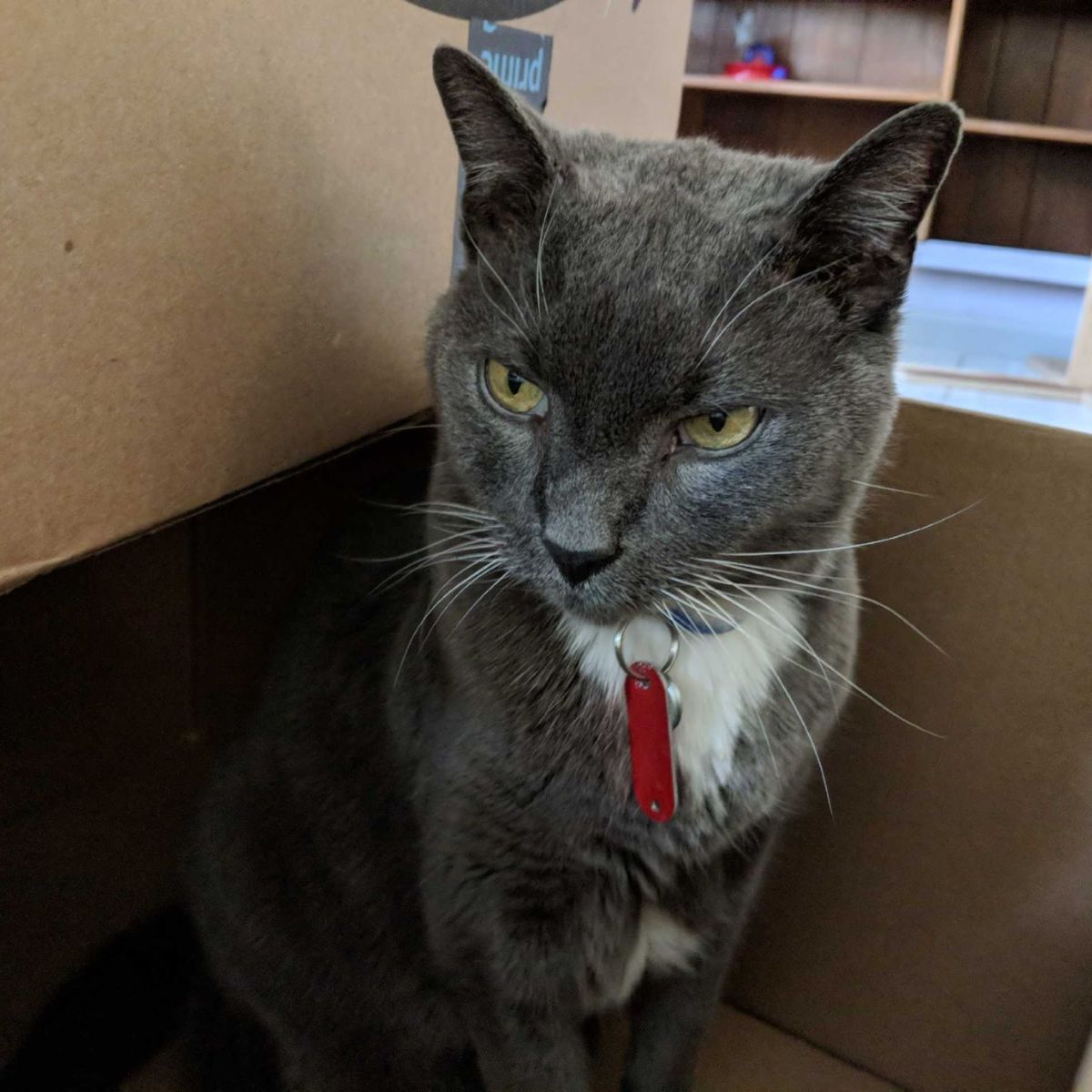 photo of a senior cat