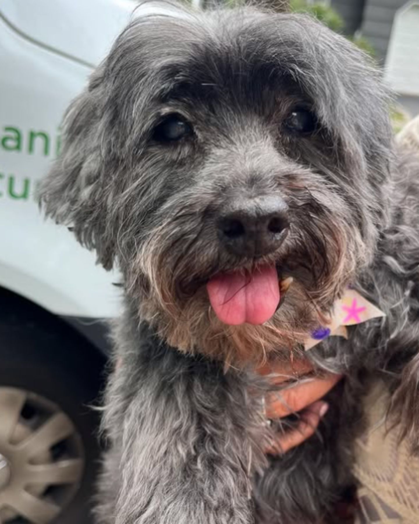 photo of a senior dog
