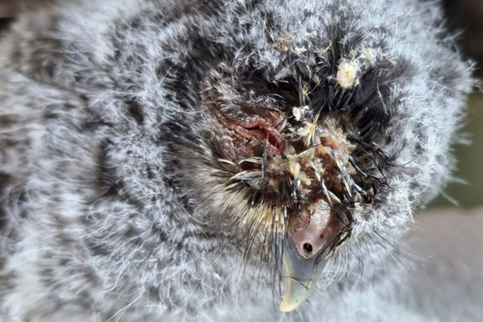 photo of a tiny owl
