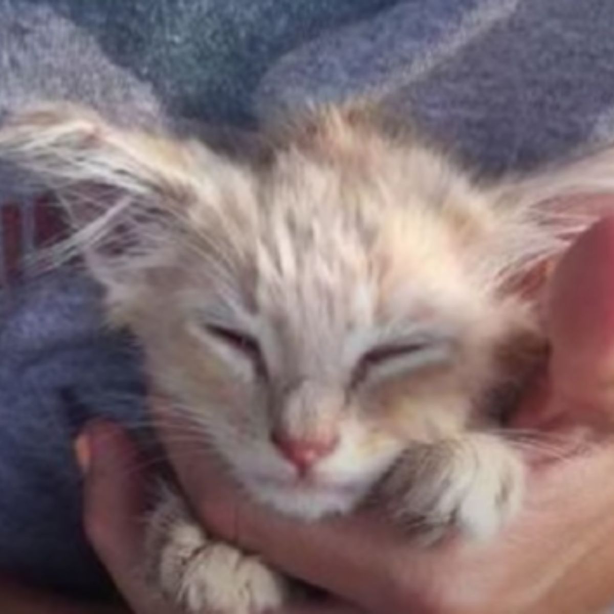 photo of abandoned kitten