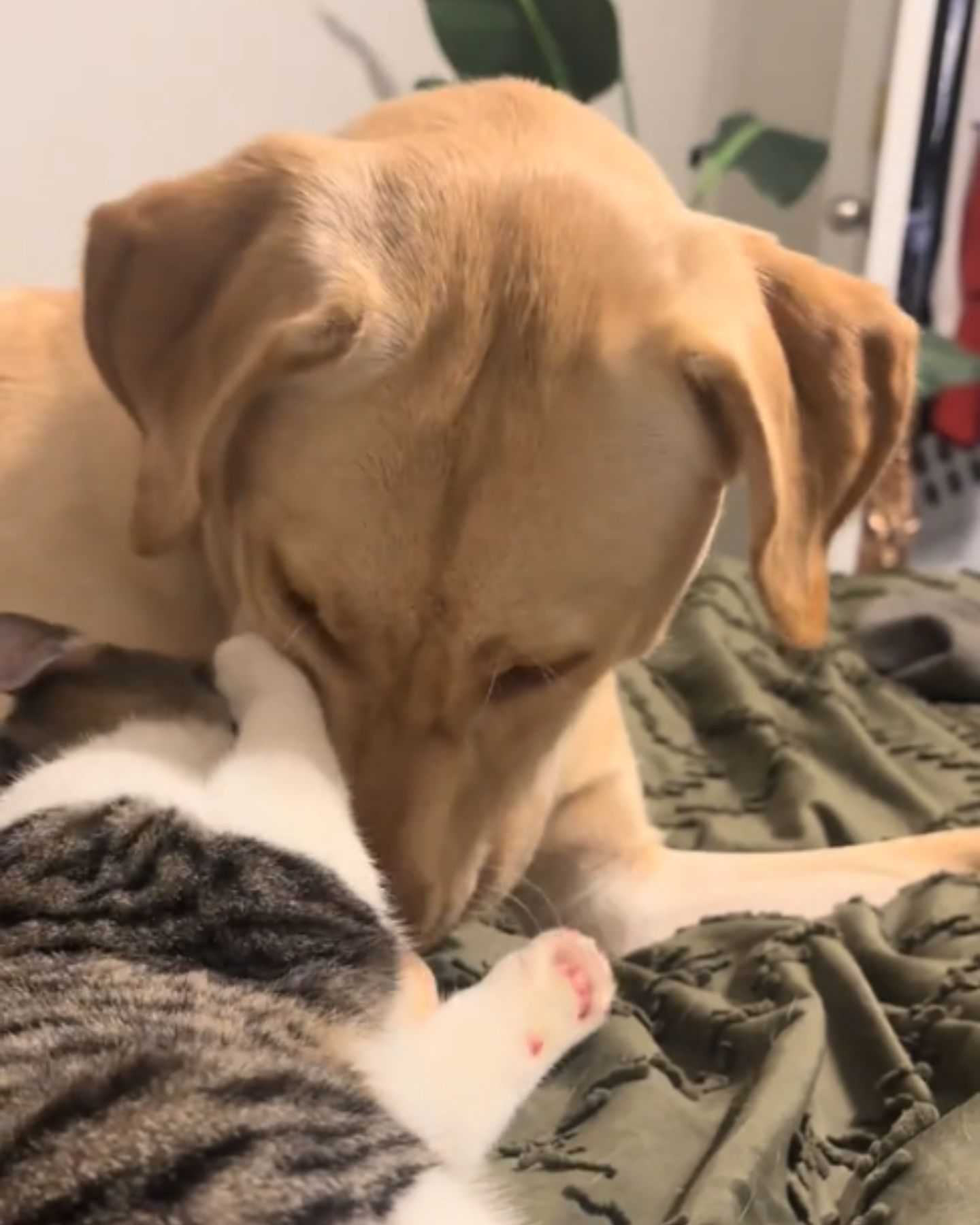 photo of cat and dog lying
