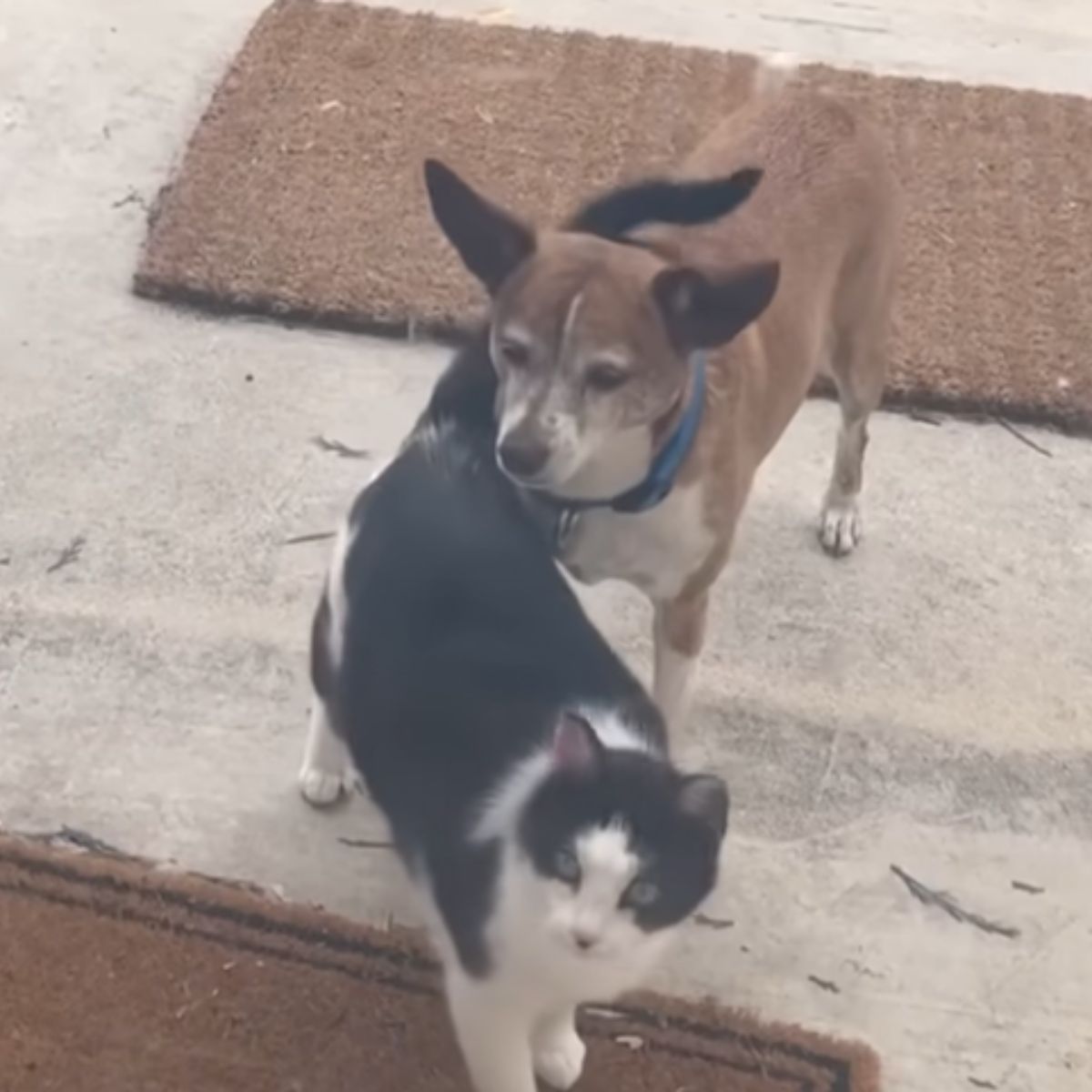 photo of cat and dog