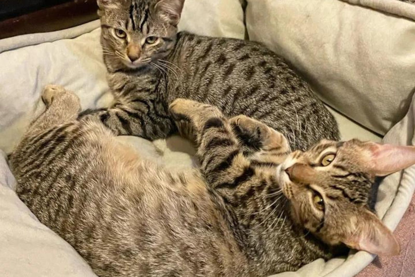 photo of cats lying
