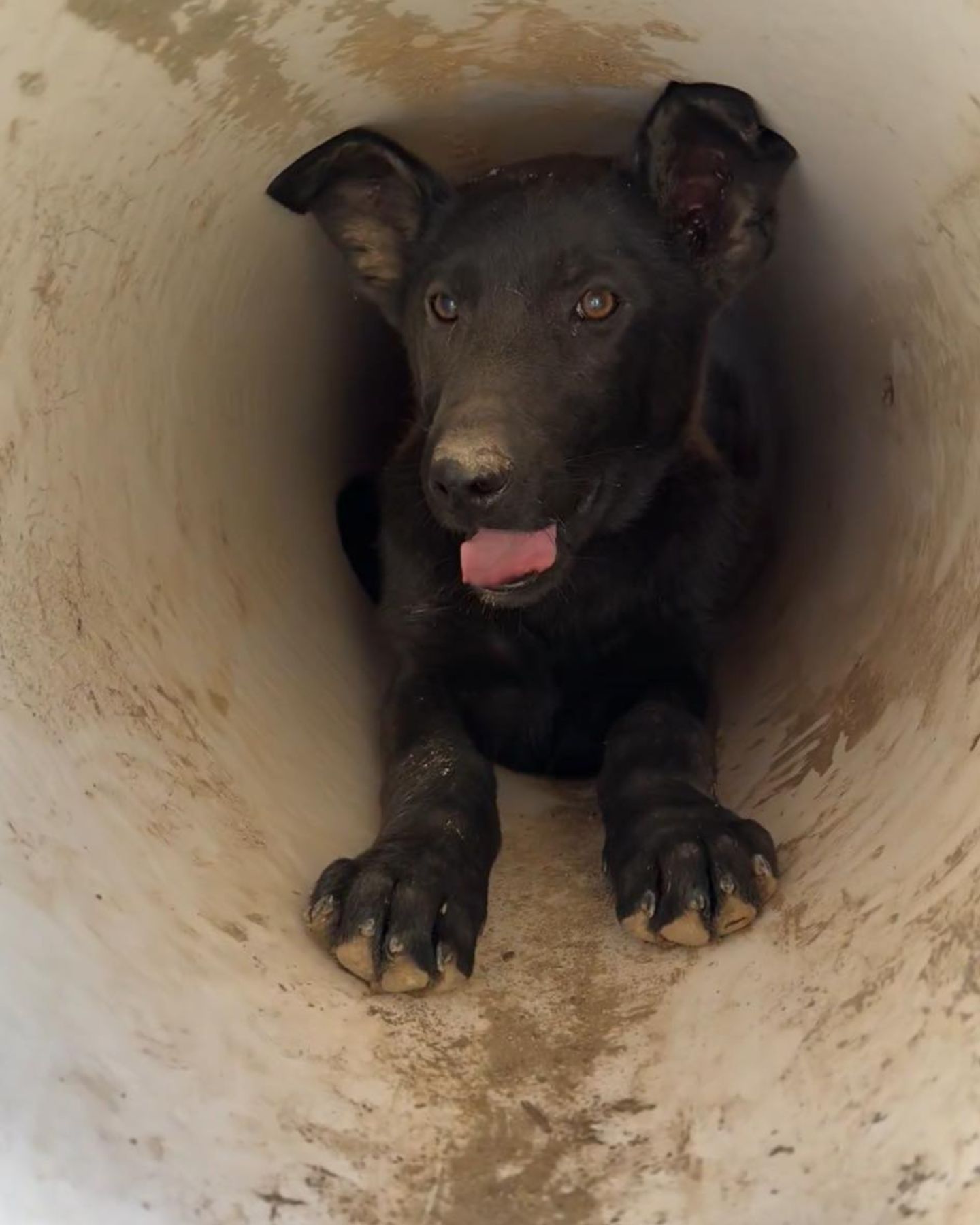 photo of dog in the drain