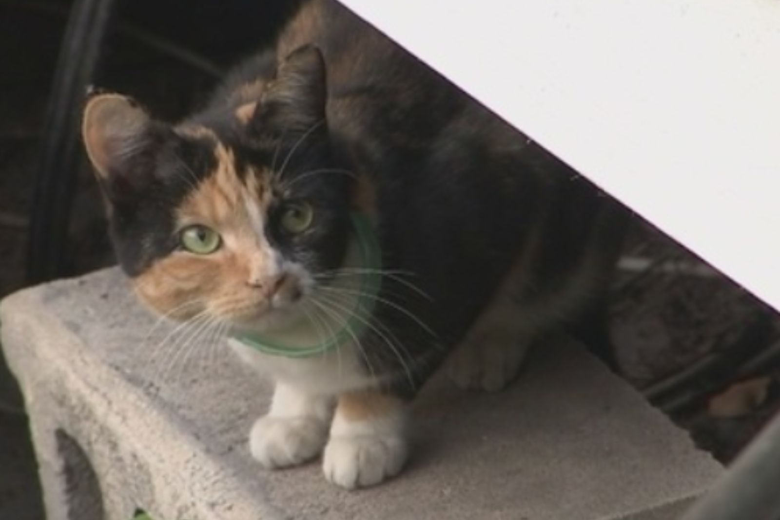photo of hero cat