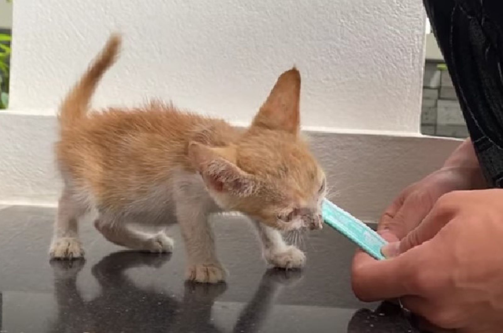 photo of kitten eating