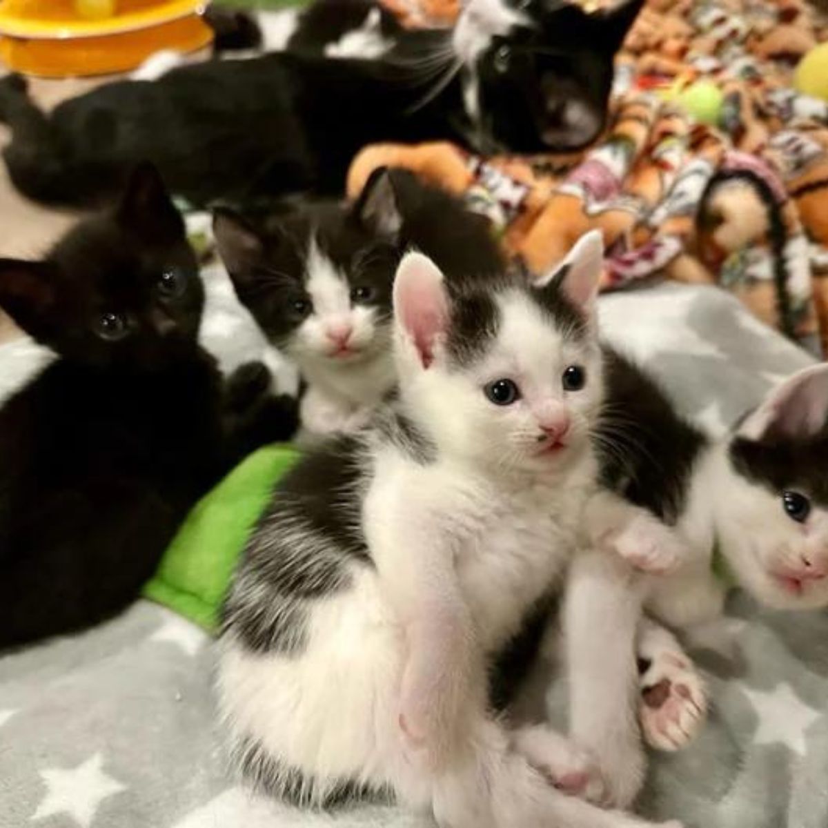 photo of kittens