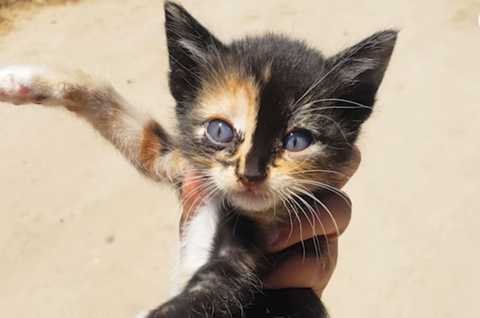 photo of little kitten