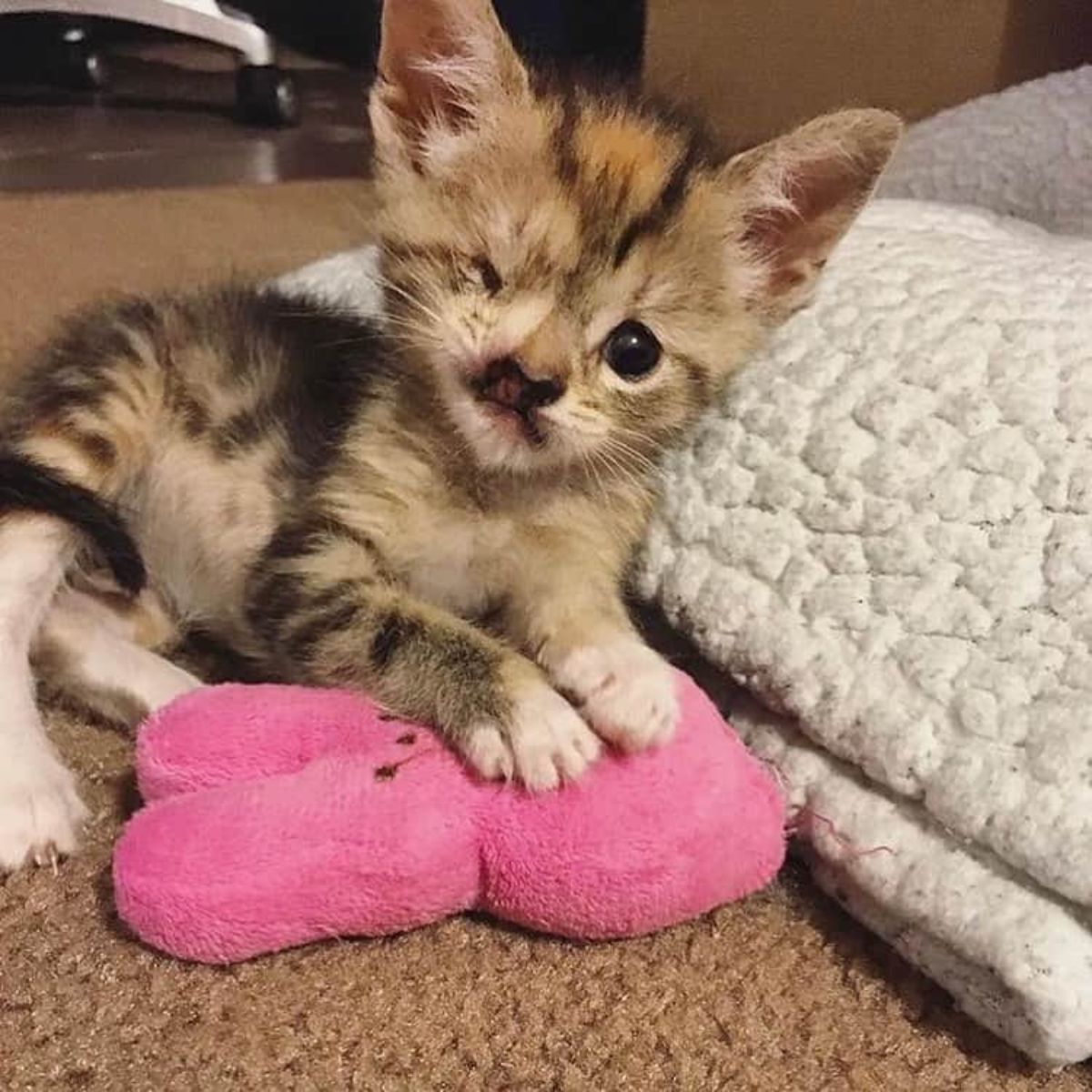 photo of one eyed kitten