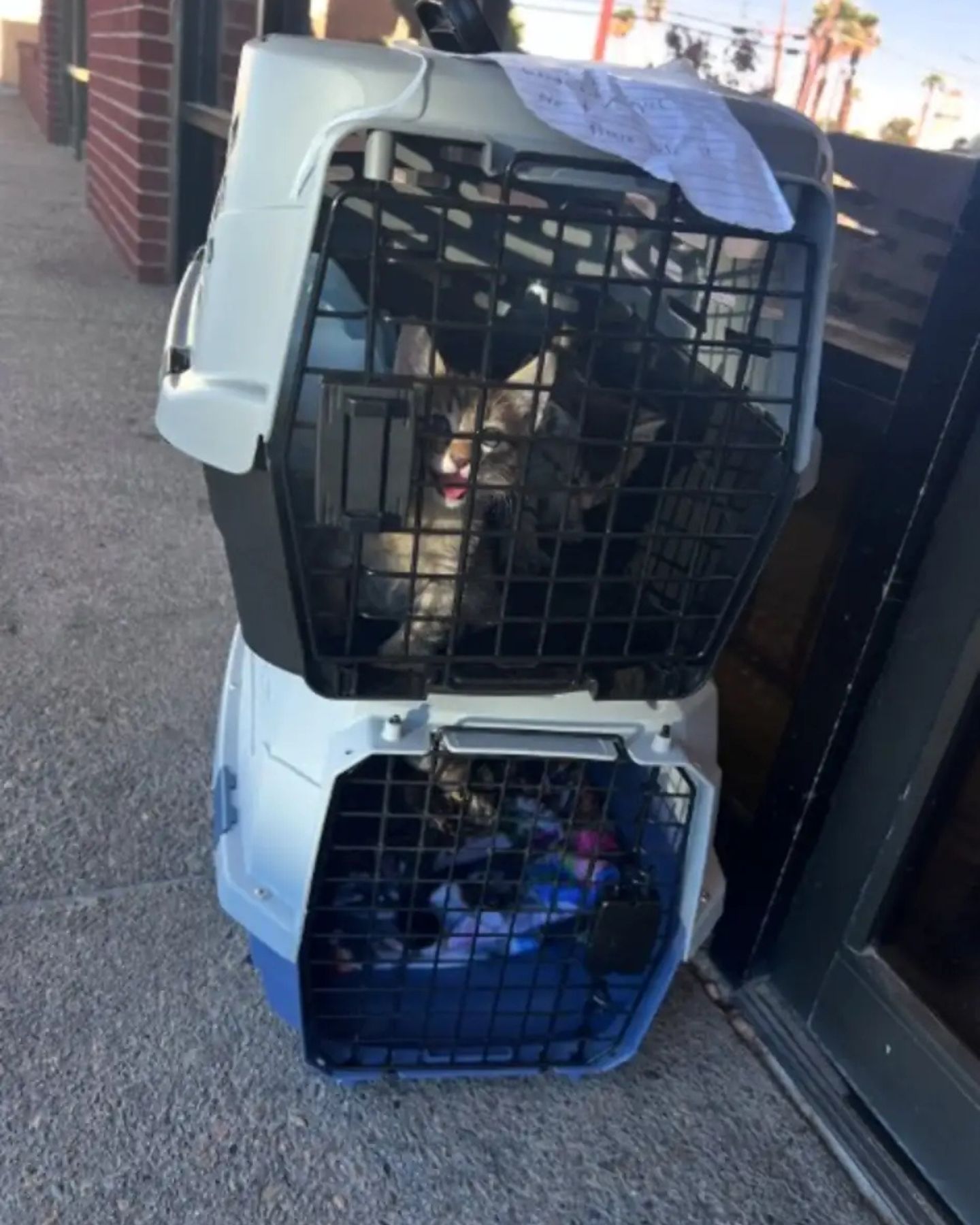 photo of pet carriers