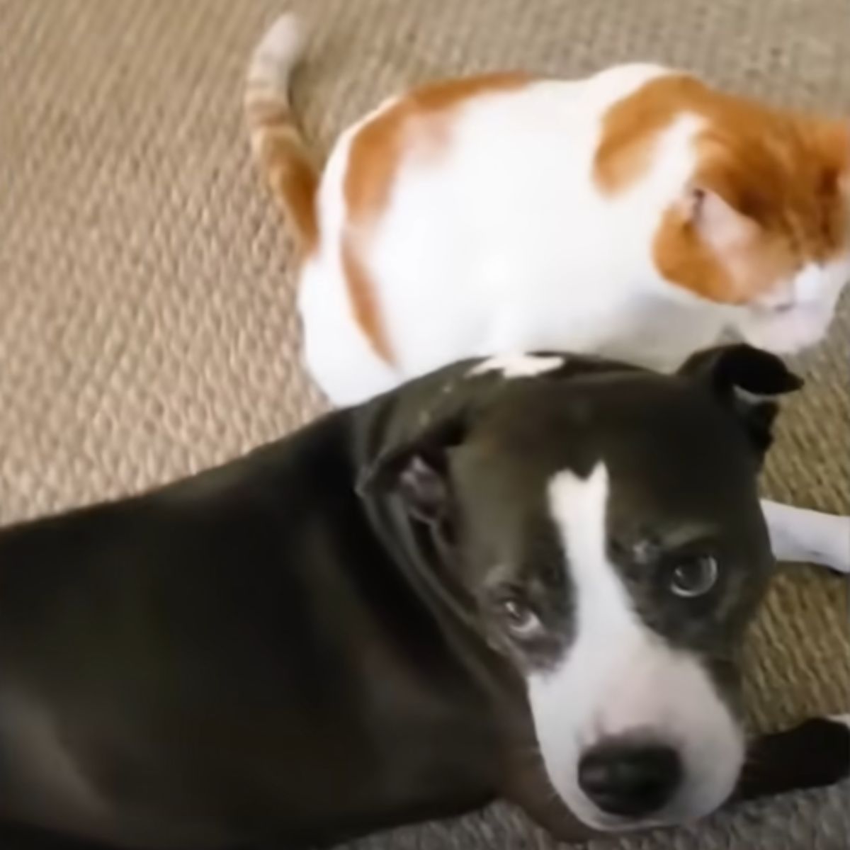 photo of pit bull and cat lying