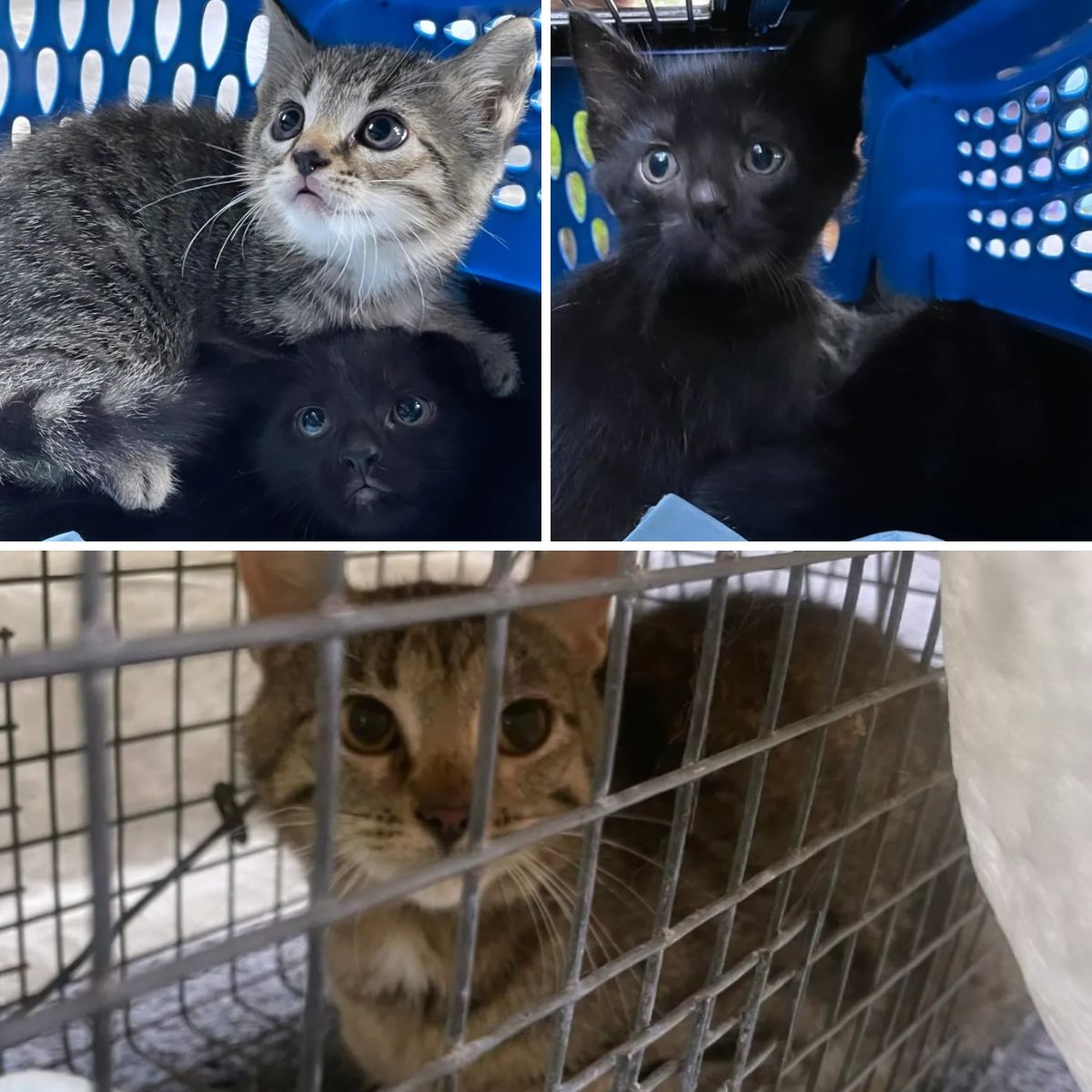photo of rescued cats