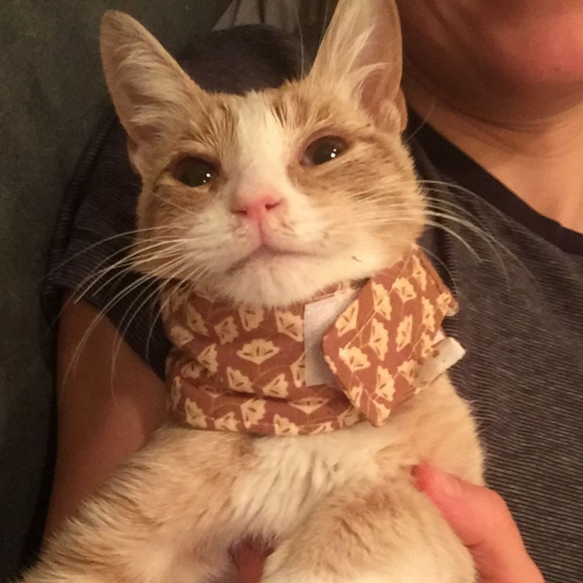 photo of rescued kitten
