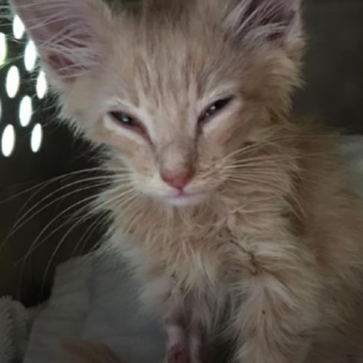photo of rescued kitten