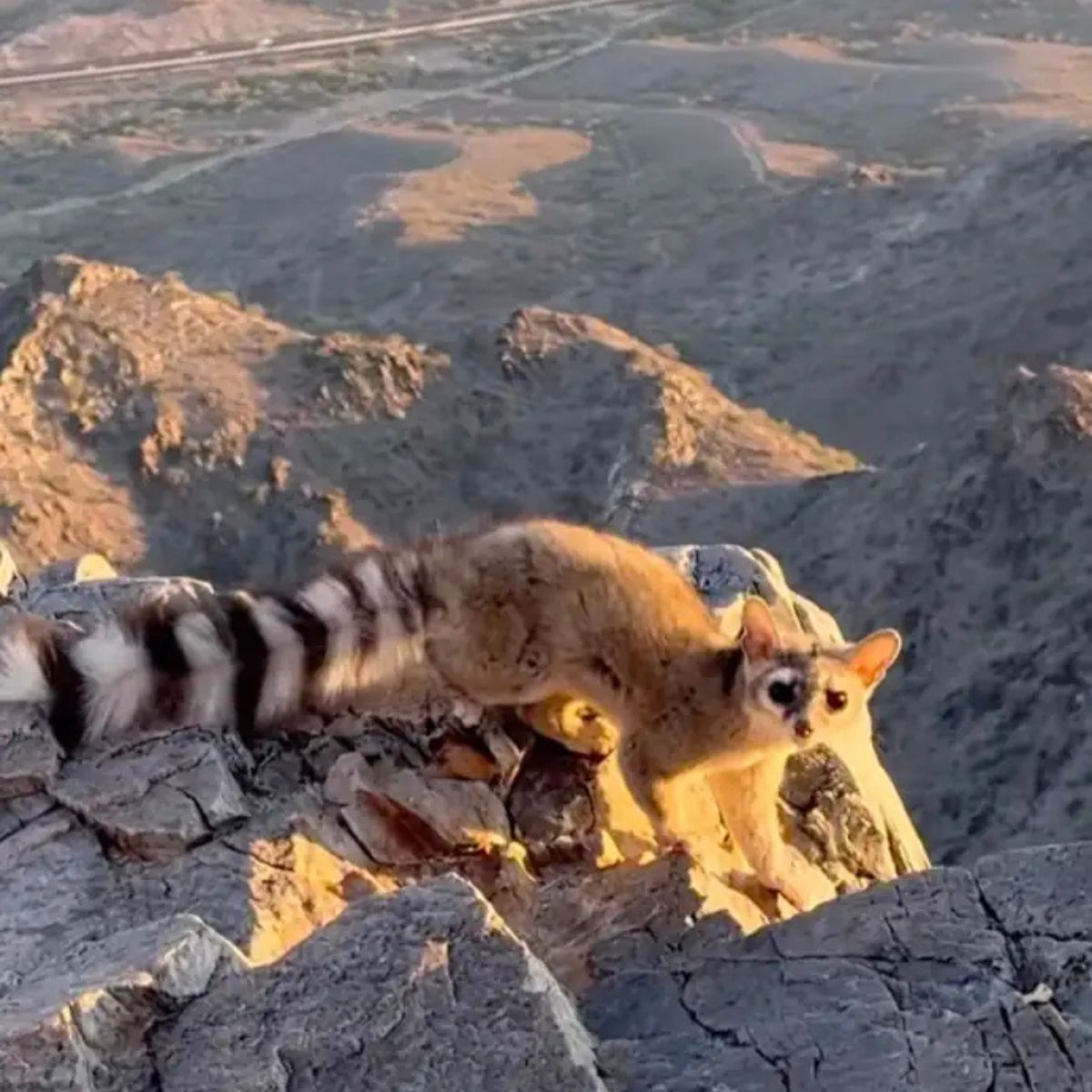 photo of ringtail in nature