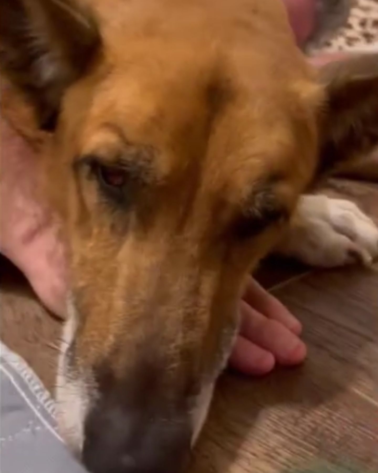 photo of sad dog