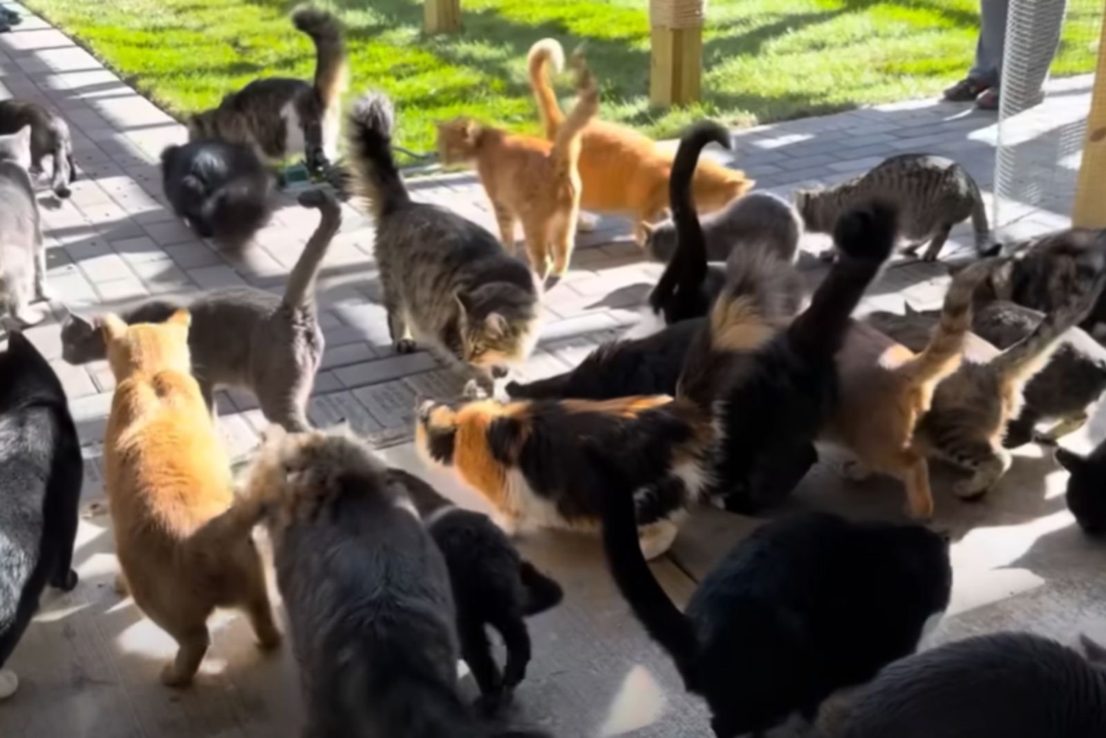 photo of shelter cats