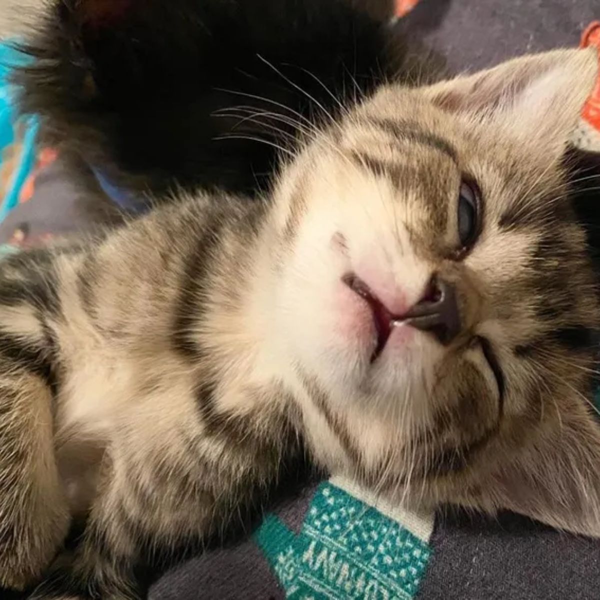 photo of sleepy kitten