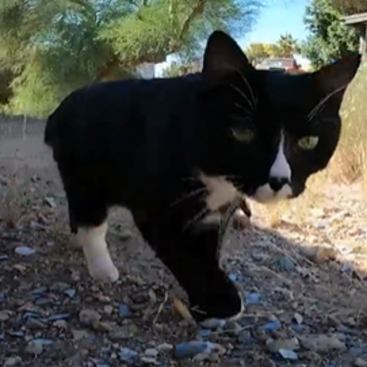 photo of the fearless cat