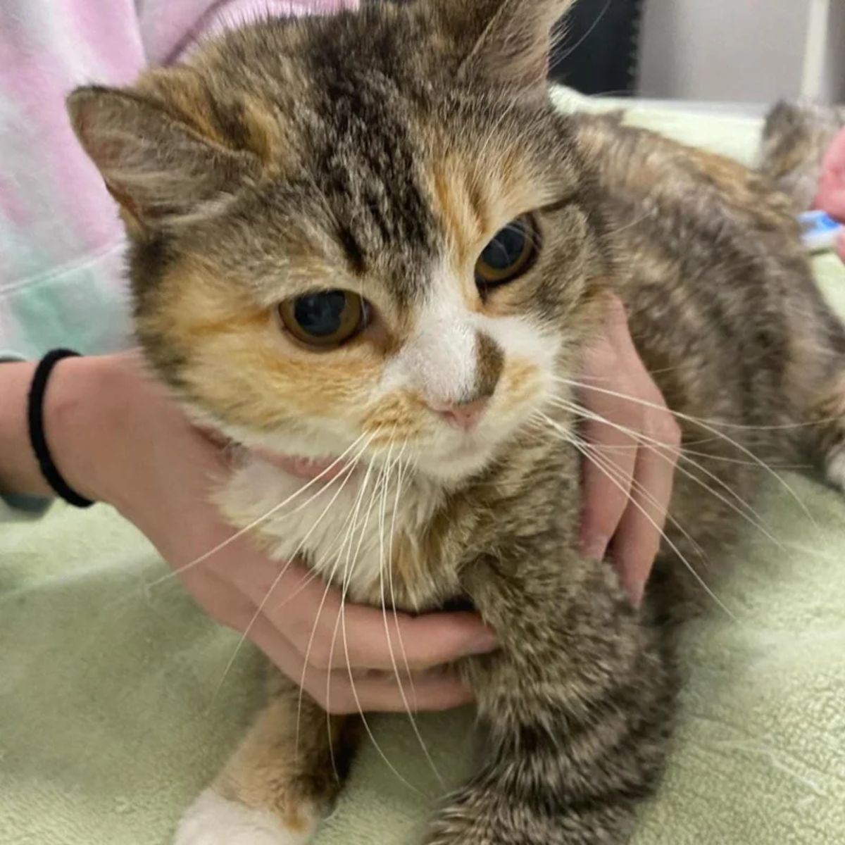 photo of the stray cat