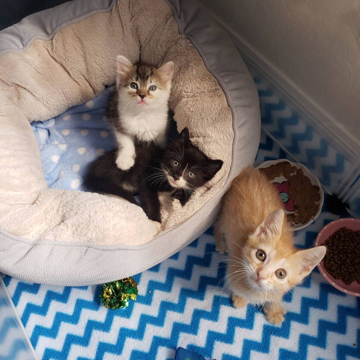 photo of three kittens looking up