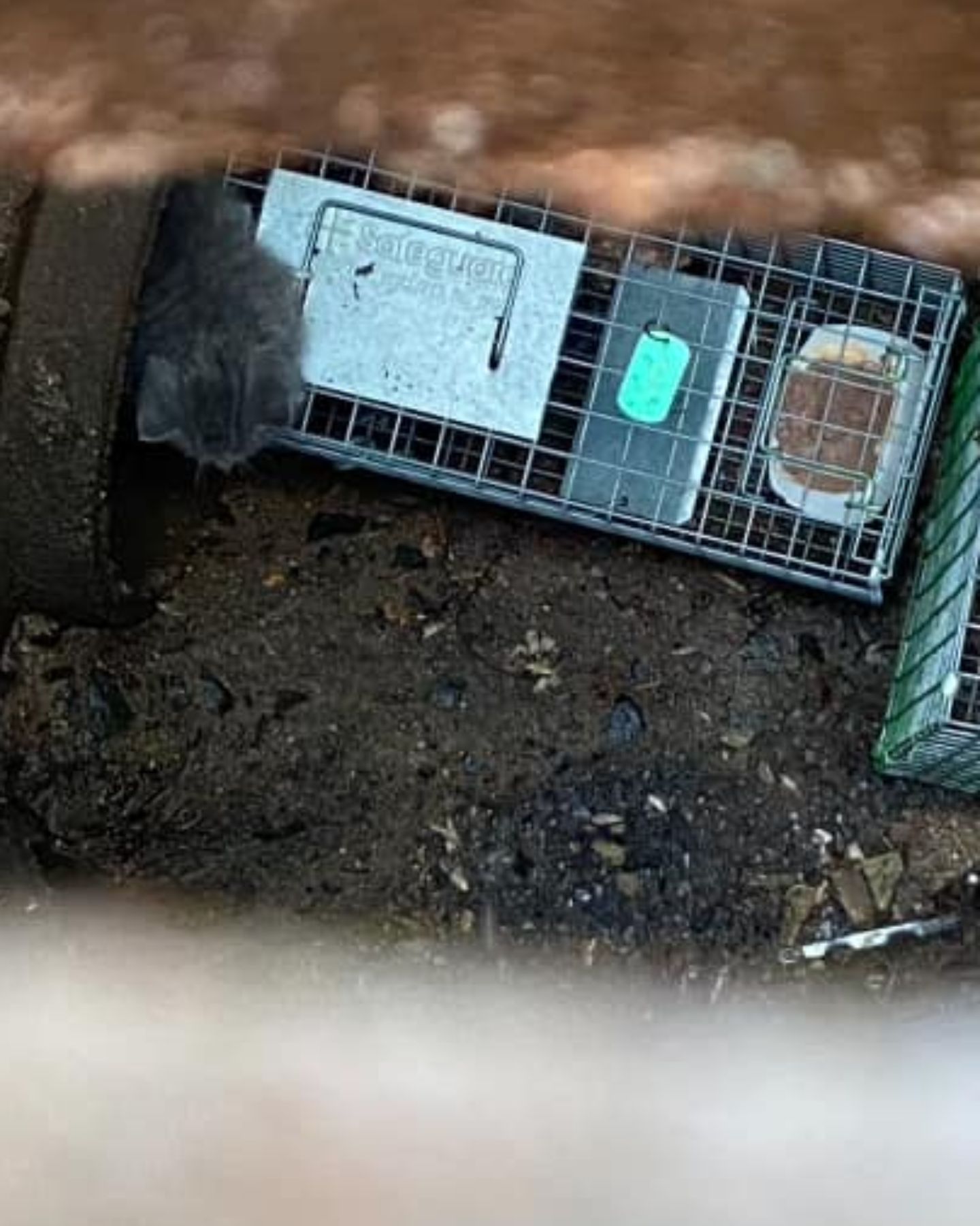 photo of trapped kitten