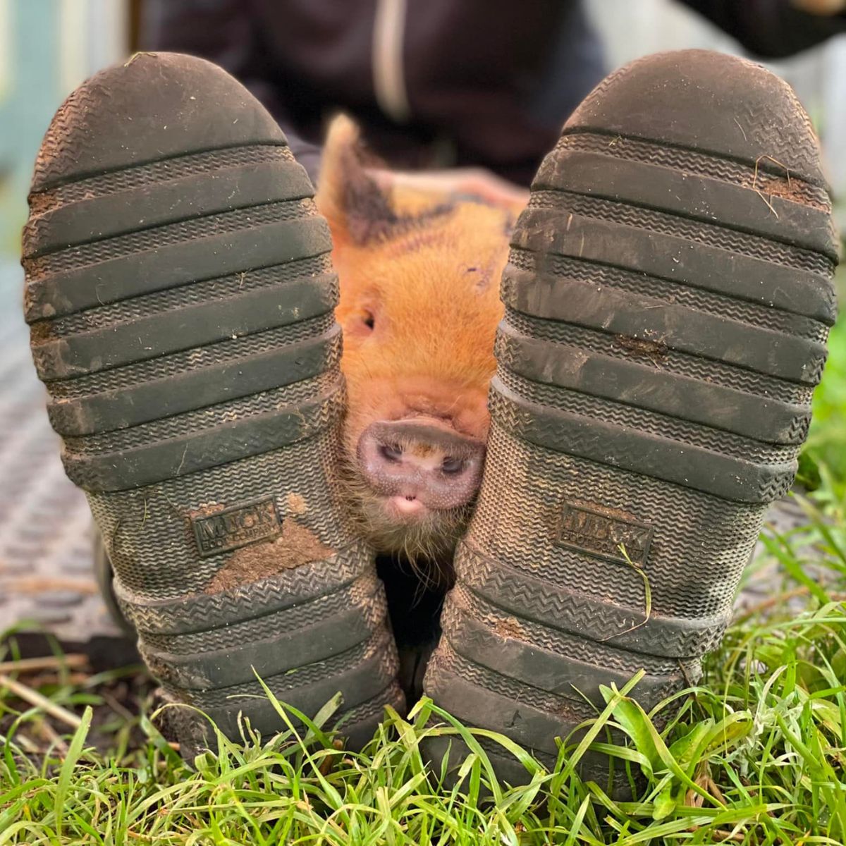 piglet behind the shoes