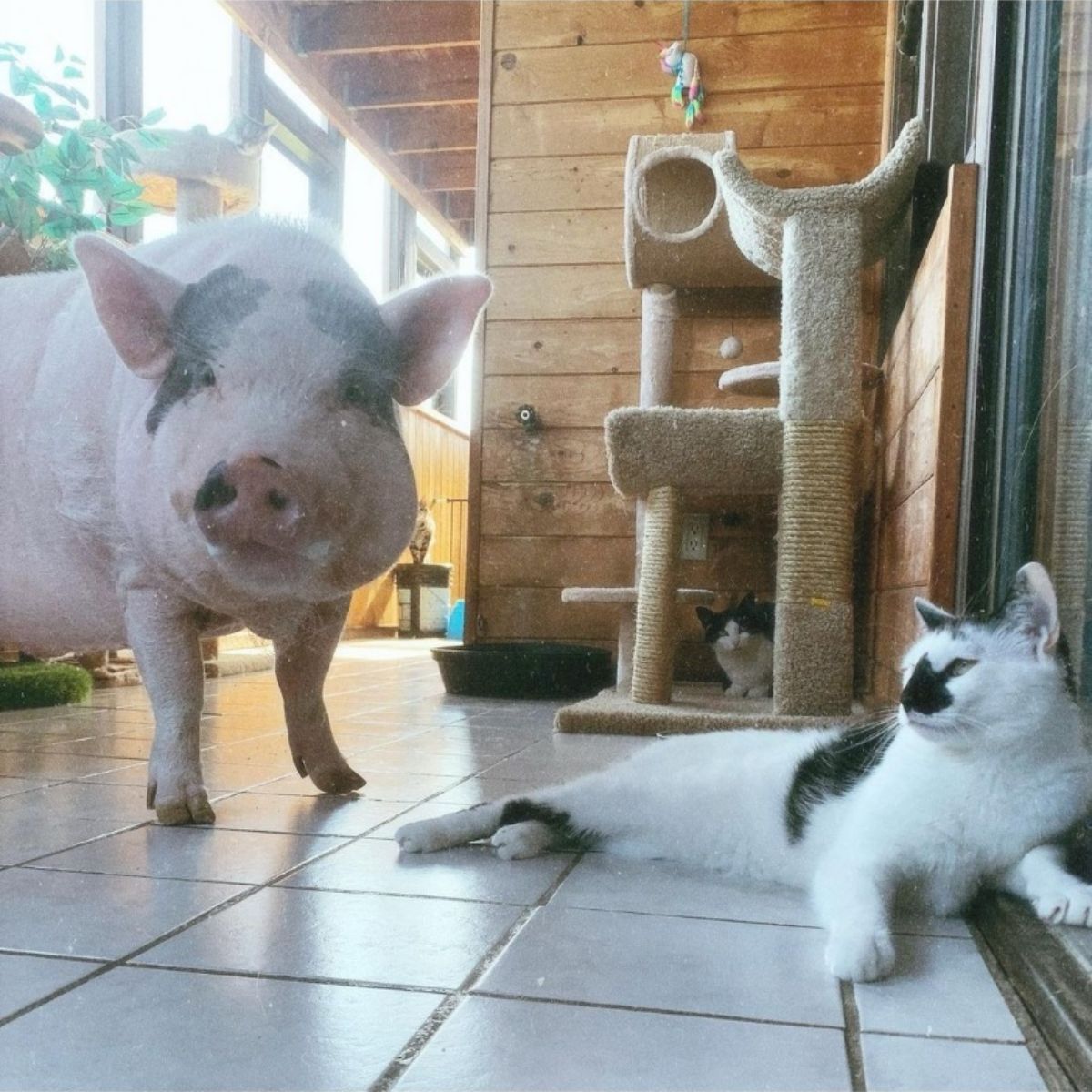 piglet and a cat