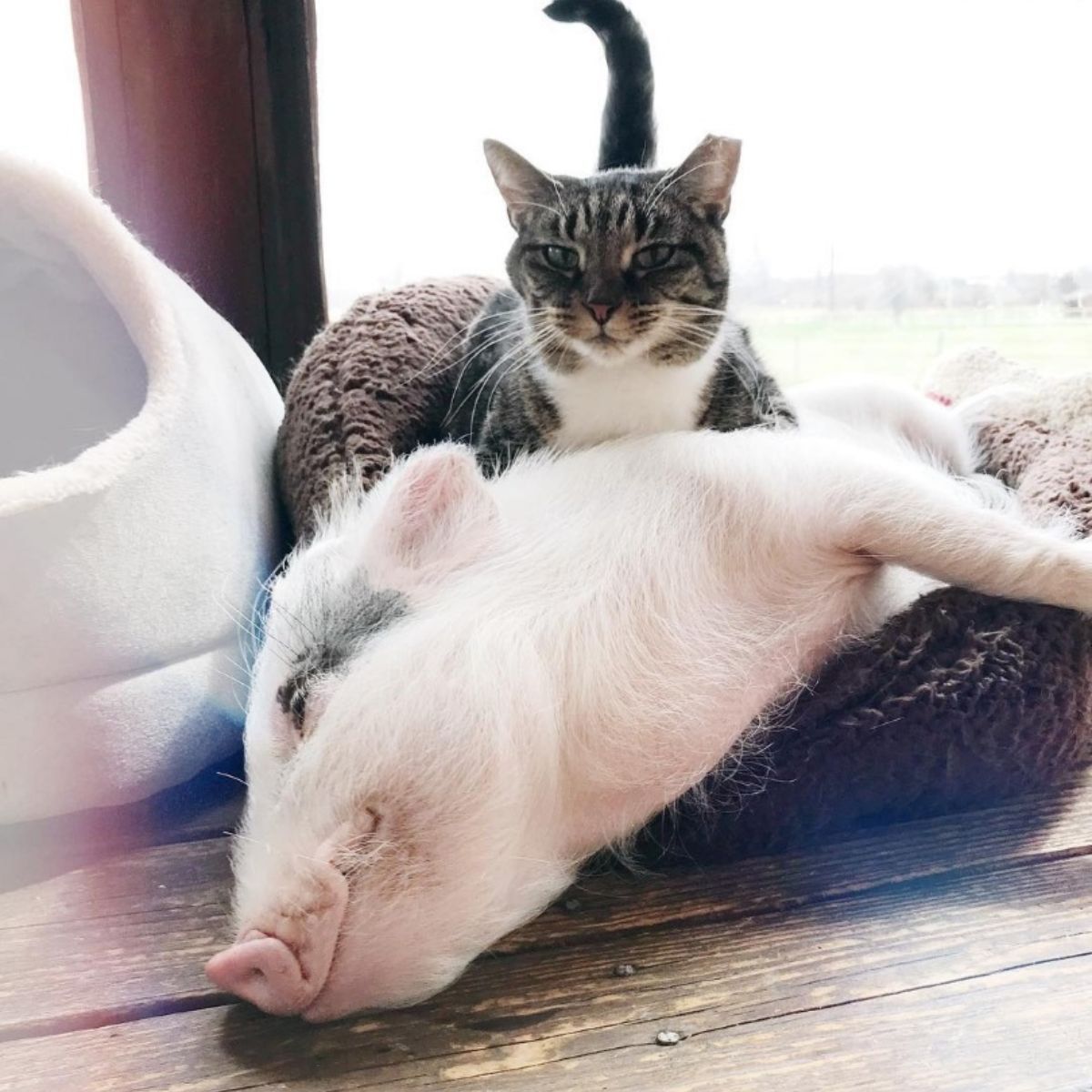 piglet and cat lying