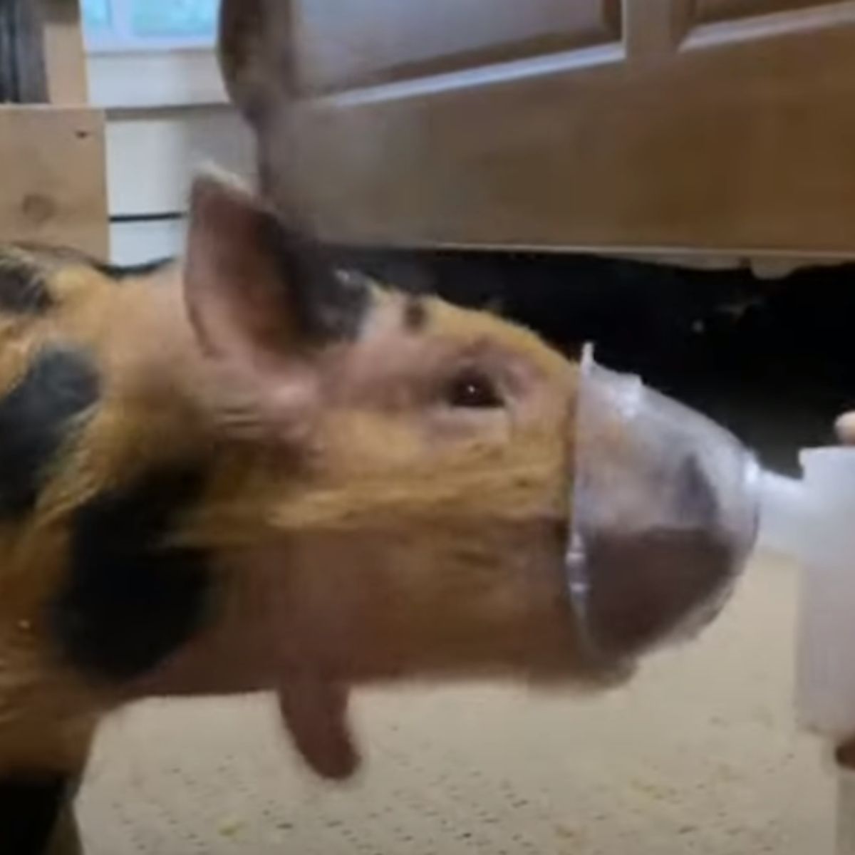 piglet getting oxygen