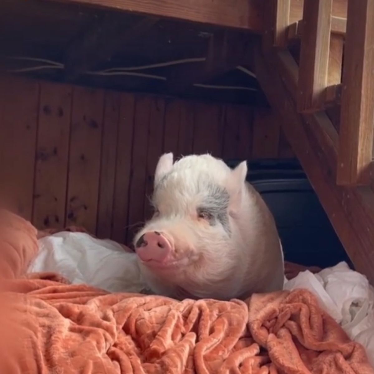 piglet lying in bed