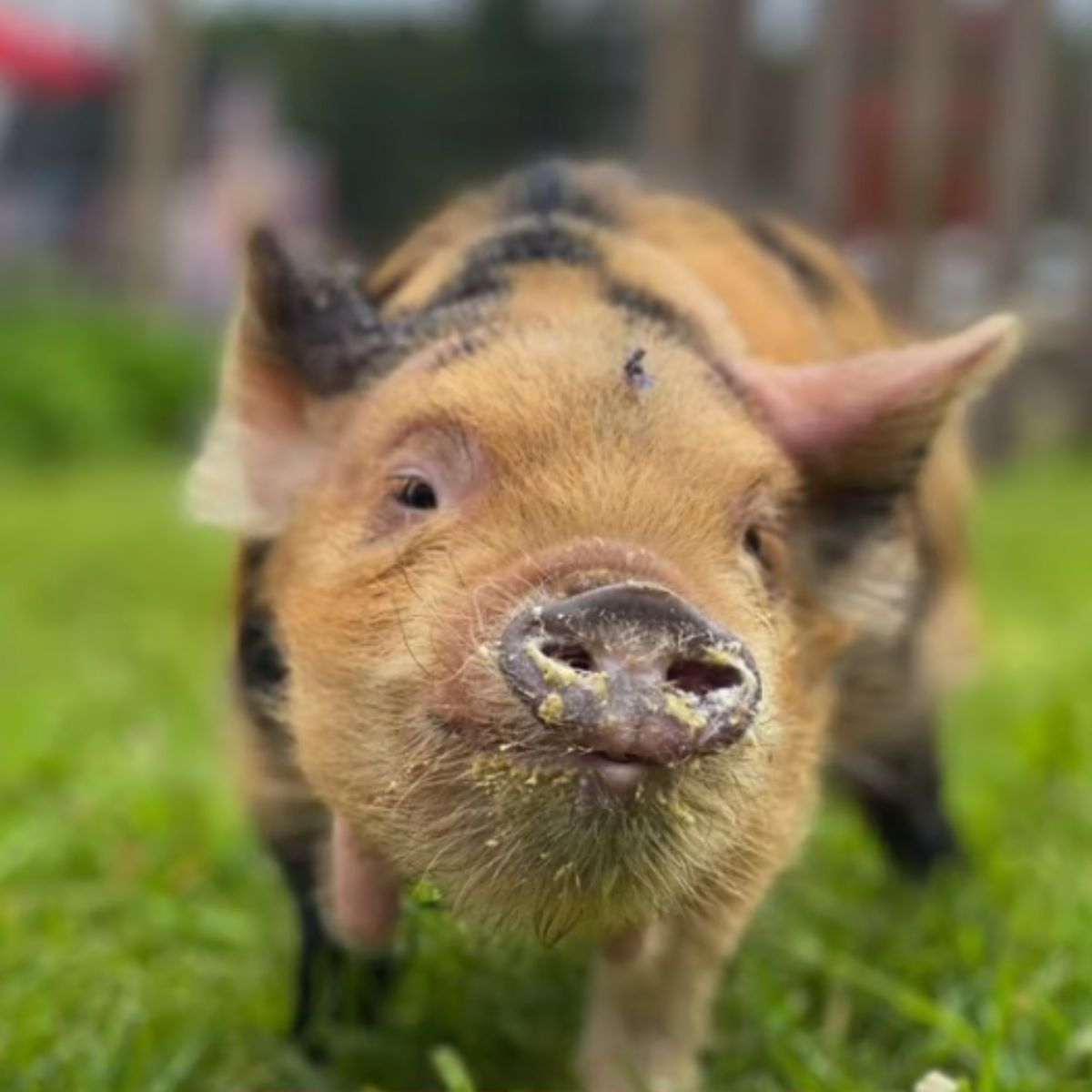 piglet on green grass