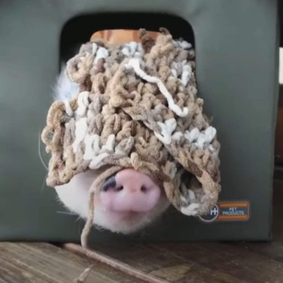 piglet with a cover on its head