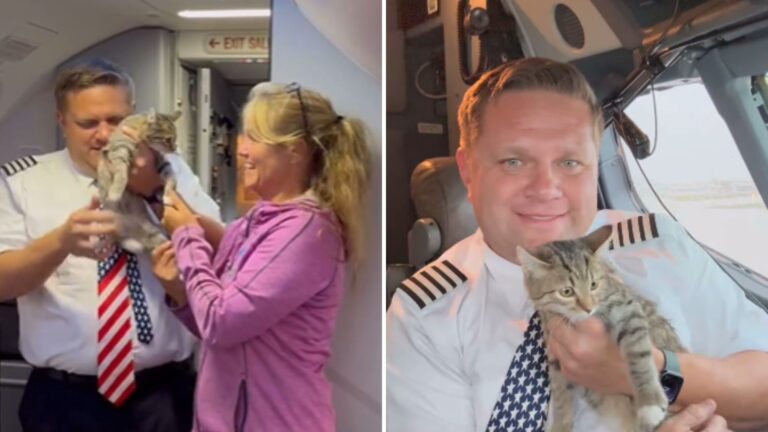 Colorado Pilot Meets A Stray Kitten And Adopts Her In The Middle Of The Flight