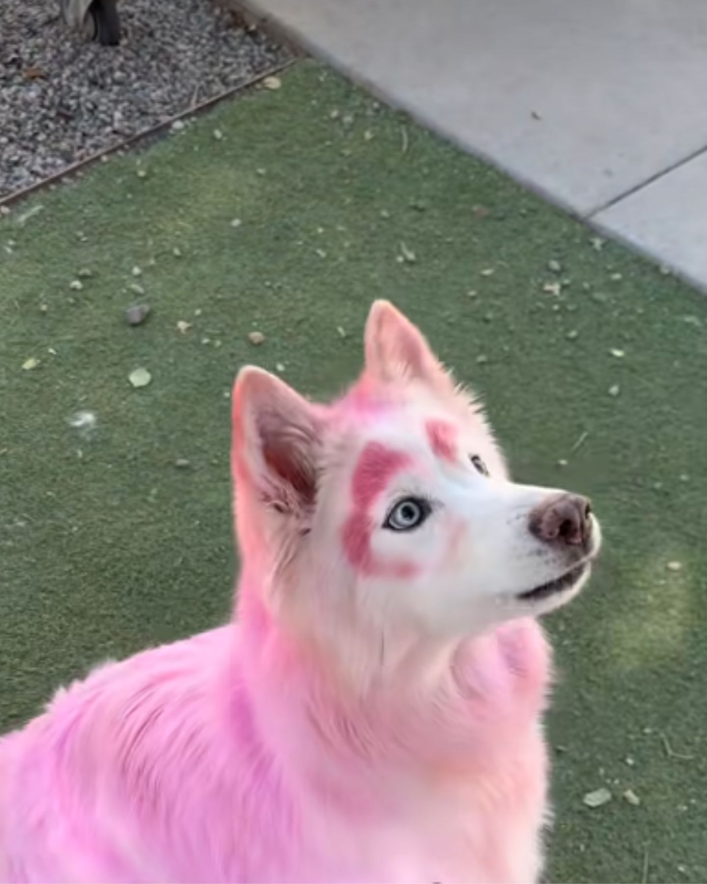 pink colored dog looking up